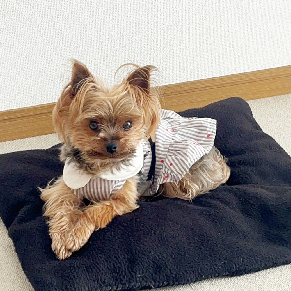 卒業犬あんなちゃんの近況☆